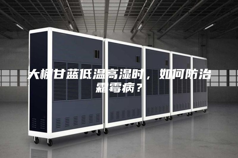 大棚甘藍(lán)低溫高濕時(shí),如何防治霜霉病?