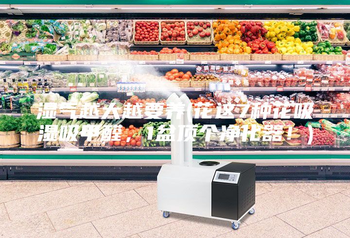 濕氣越大越要養(花這7種花吸濕吸甲醛，1盆頂個凈化器！)